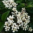 thumbnail image 5 of Ligustrum Recurvifolia  2 Extra Large 3 Gallon Plants  Ligustrum sinense 'Recurvifolium'  Lush Green Privacy Hedge  Ideal for Landscaping  Vibrant Garden Shrub, 5 of 6