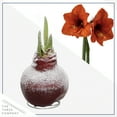 thumbnail image 5 of Snow Flecked Waxed Amaryllis Bulb - Christmas Red (2 Plants Per Pack) - Easy Care - No Watering Needed! Beautiful Holiday Decor, 5 of 5