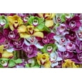 thumbnail image 2 of Jaynes Gallery 24x17 Gold Ornate Wood Framed with Double Matting Museum Art Print Titled - Netherlands Orchids on display at Keukenhof Gardens, 2 of 4
