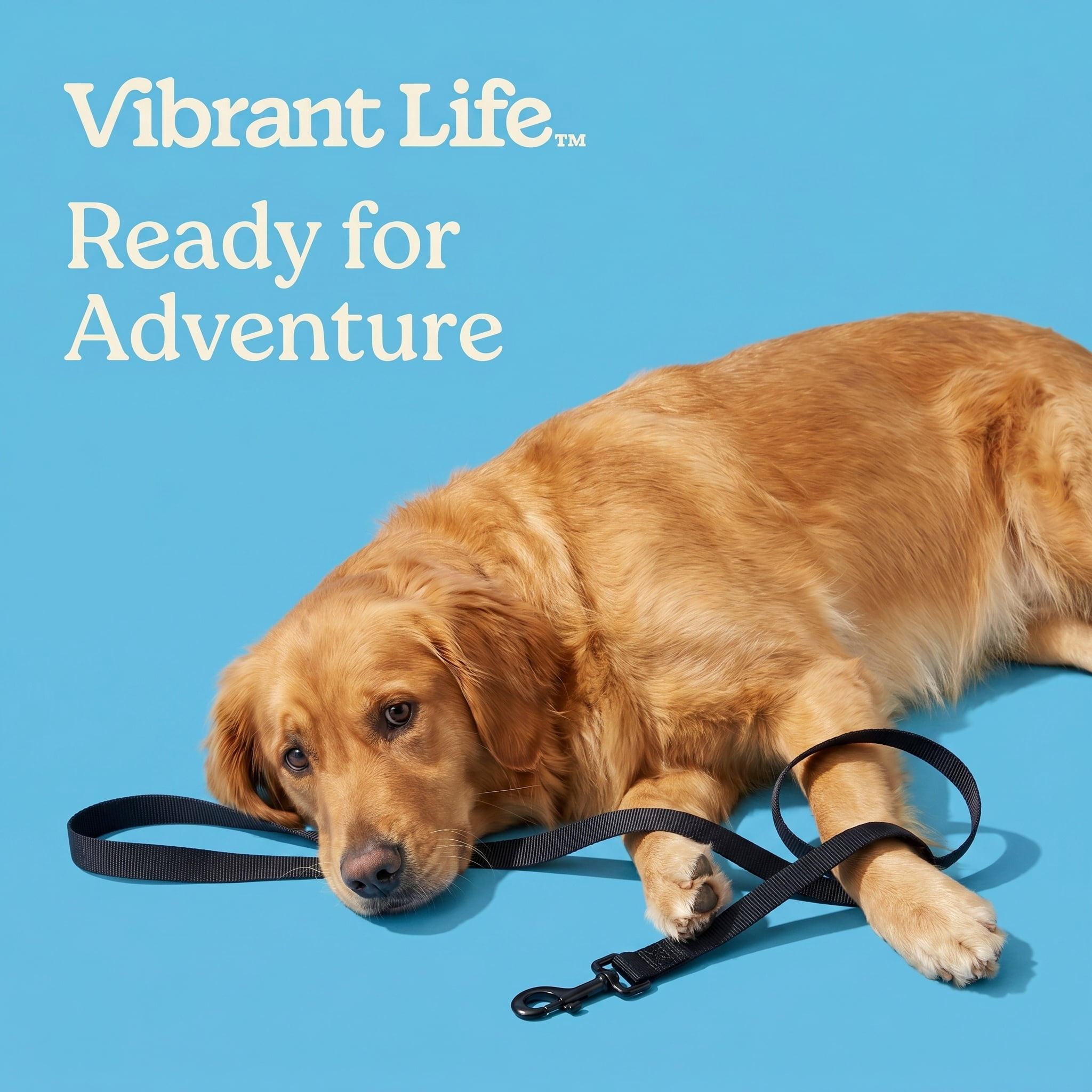 (3 pack) Vibrant Life 6' Solid Polyester Leash, Black, L