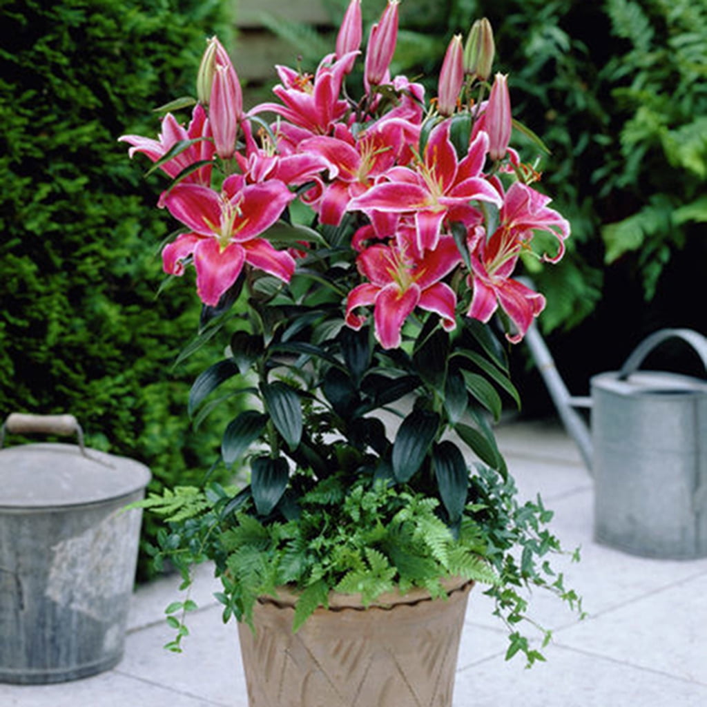Van Zyverden Lilies Oriental Stargazer Set of 12 Bulbs Pink Partial Sun Perennial Fragrant 2 lbs