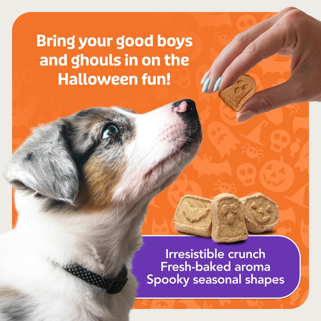 (3 pack) Blue Buffalo Boo Bars Crunchy Halloween Dog Biscuits Pumpkin & Cinnamon Recipe 11-oz Bag