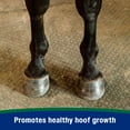 thumbnail image 4 of Farnam Horseshoer's Secret Pelleted Hoof Supplement 22 Pounds, 4 of 16