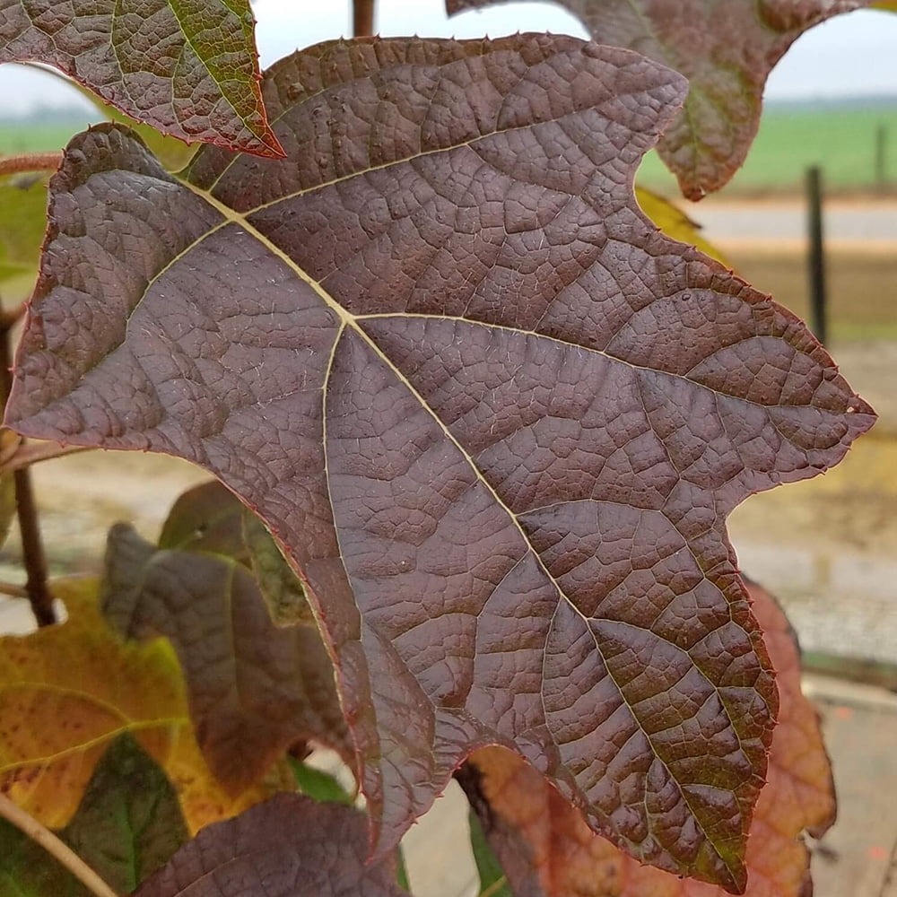 Southern Living Semmes Beauty Oak Leaf Hydrangea Live Shrub in 2.5-Gallon Grower Pot