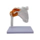 thumbnail image 1 of Herramienta De Aprendizaje : Articulación Del Hombro 1: Modelo De De Ligamento, Decoración Del ,, 1 of 6