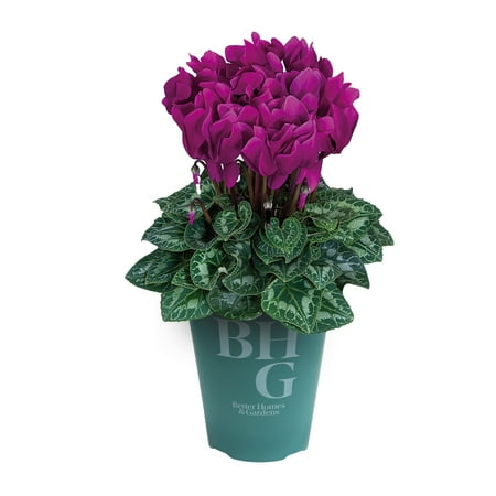 Better Homes & Gardens Purple Cyclamen, Flowering Live Plant, 1 Qt Pot, Part Sun to Shade