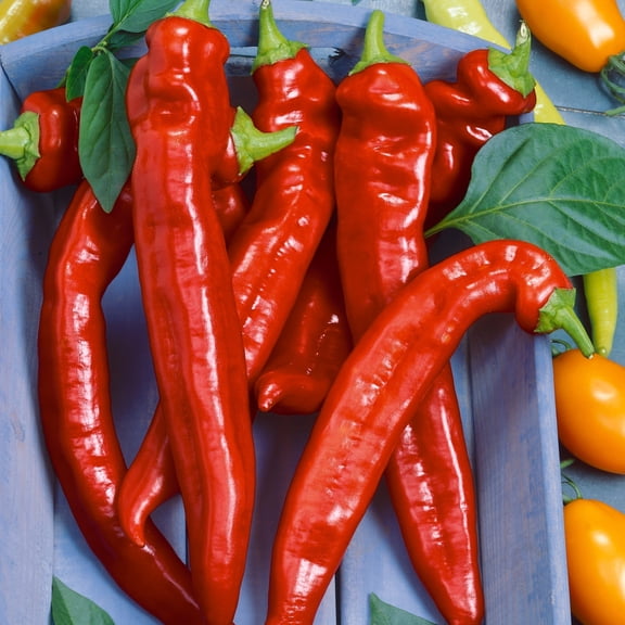 Organic Hot Portugal Pepper 250 Mg ~35 Seeds – Heirloom, Non-GMO, Capsicum annuum – 60-85 Days – Medium to Hot Heat, 5,000-50,000 SHU – Annual, Open-Pollinated, Deer Resistant