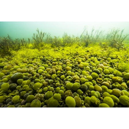 - Round spherical Nostoc cyanobacteria found in Yellowstone Lake Wyoming Poster Print by Jennifer IdolStocktrek Images