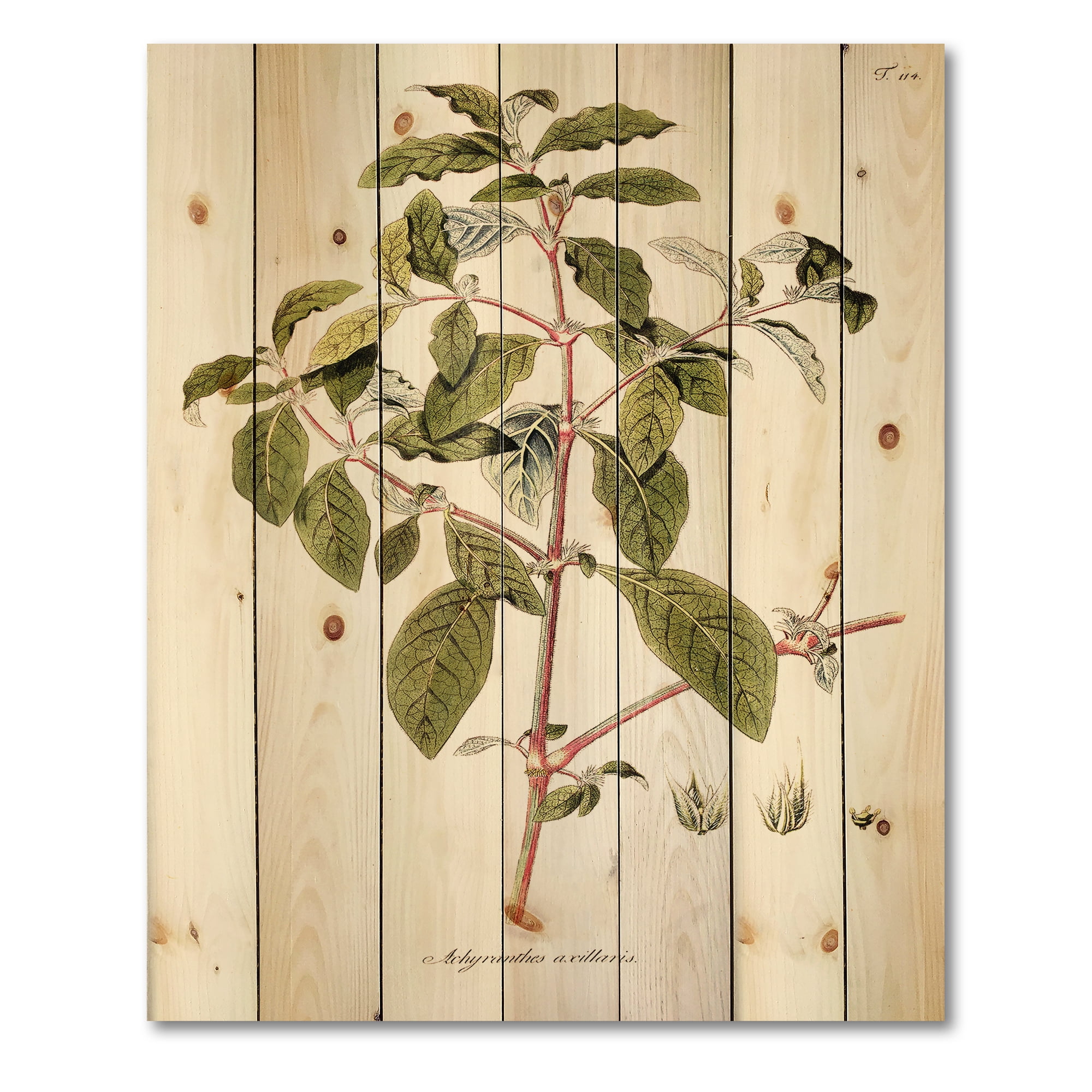 Designart 'Ancient American Flora IV' Traditional Print on Natural Pine Wood