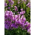 thumbnail image 5 of 50 PINK Showy OBEDIENT PLANT (False Dragon Head) Physostegia Virginiana Flower Seeds, 5 of 9