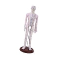 thumbnail image 1 of HILABEE Human Body Model Portable Color Coded Markings for Teaching Student Training White Male, 1 of 7
