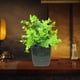 thumbnail image 4 of Decoración del hogar, decoración de habitaciones, decoración de paredes, plantas artificiales decorativas, plantas verdes de simulación, arreglos para muebles de interior, sala de estar, ramo de plást, 4 of 6