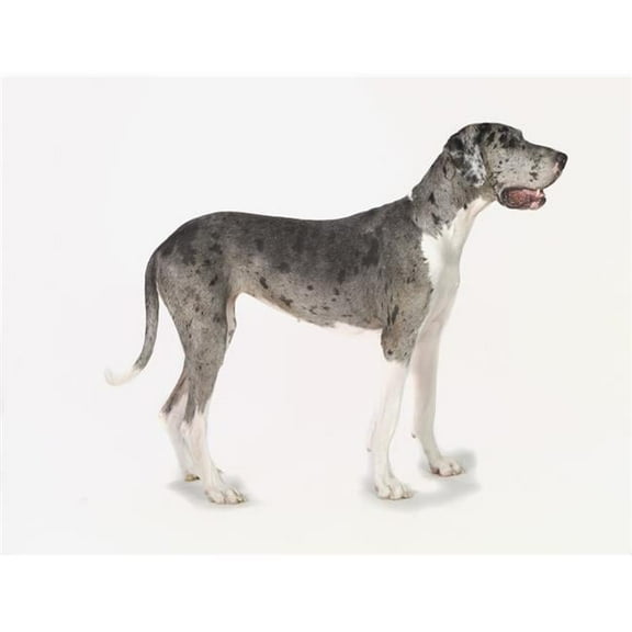 Great Dane Dog Poster Print - 17 x 13