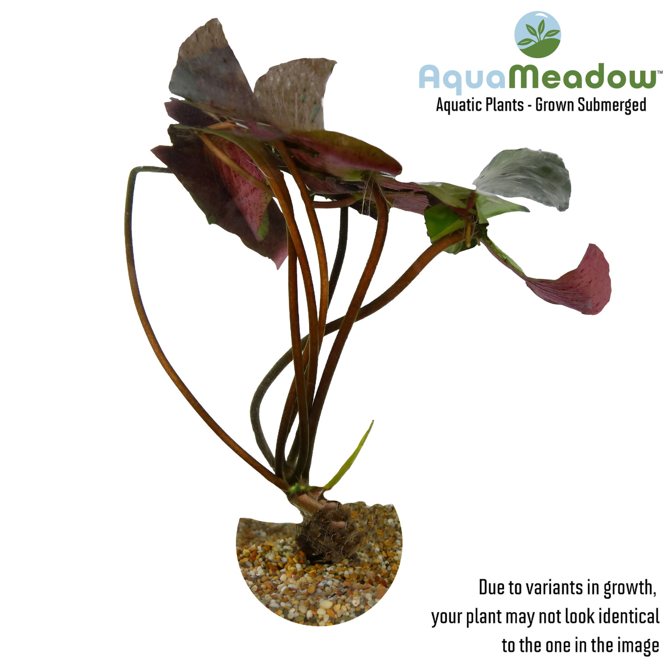 AquaMeadow Changeable Hardy Water Lily
