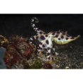 thumbnail image 2 of Blue ringed octopus  Lembeh Strait  Indonesia Poster Print by Brook Peterson/Stocktrek Images, 2 of 2