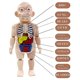 thumbnail image 1 of Rompecabezas 3d, modelo de anatomía del cuerpo humano, órgano de aprendizaje educativo, juguete ensamblado, herramienta de enseñanza de órgano corporal para niños XianweiShao 8390613985606, 1 of 1