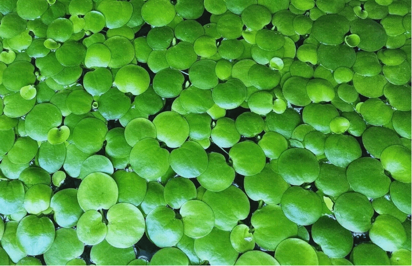 Amazon Frogbit Live Floating Aquarium Plant – Easy Care Freshwater Floating Plant