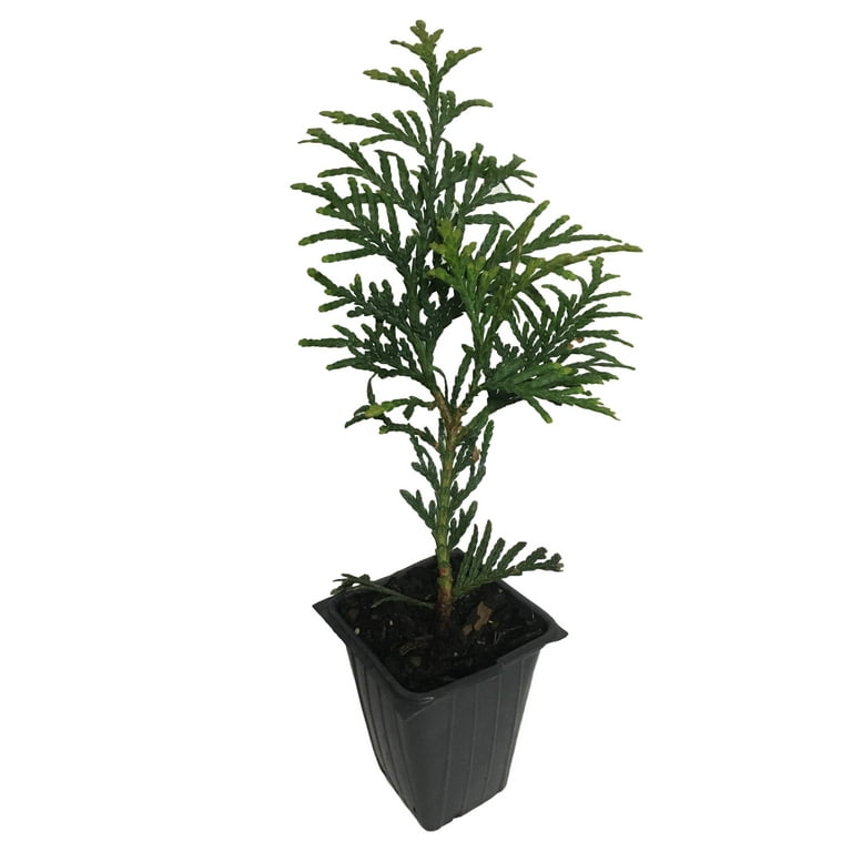 Emerald Green Arborvitae, 4 Separate Plants in 4 Separate Pots, 6-14 inches Tall Emerald Green Arborvitae, 4 Separate Plants in 4 Separate Pots, 6-14 inches Tall