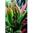 thumbnail image 2 of Cordyline Sherbert Ti Plant - Live Plant in an 10 Inch Growers Pot - Cordyline Fruticosa 'Sherbert' - Beautiful Indoor Outdoor Air Purifying Houseplant, 2 of 5