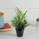 Northlight 10" Plante Succulente Artificielle en Pot Verte Mélangée – image 2 sur 2