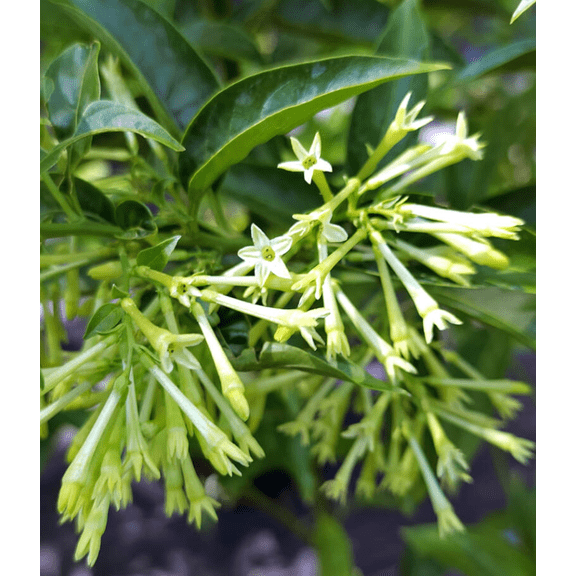 Night Blooming Jasmine Plant Live, Night Scented Flowering Plant 4-6 Inch Tall, White Jasmines Flowers Shurb, Grow Indoor or Outdoor