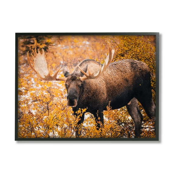Stupell Industries Moose in Autumn Foliage Animals & Insects Photography Black Framed Art Print Wall Art, 30 x 24
