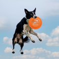 thumbnail image 1 of Disco Volador De Perro Juguete resistente a la mordedura del platillo volante de lanzamiento estable del disco volador del perro profesional, 1 of 3