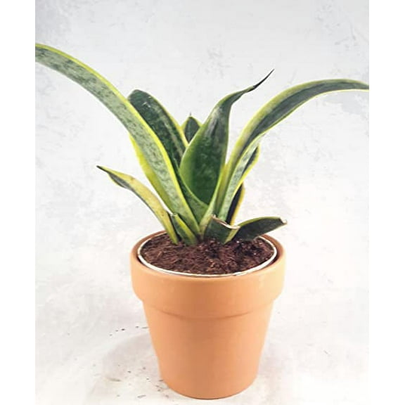 Superba Robusta Snake Plant - Sanseveria - Impossible to kill! - 4" clay Pot Gift