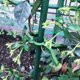 thumbnail image 3 of 60pcs Tomato Stem Support Clips Plant Stem Straightening Clips Phalaenopsis Clips, 3 of 4