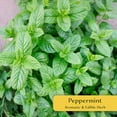 thumbnail image 3 of 4 Peppermint Plants – Fragrant Edible Perennial Herb for Fresh Tea, Cooking & Easy Growing in Containers, Herb Gardens & Outdoors (Mentha piperita L.) in 3.5” Cubes, Live Plants, 3 of 9