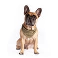 thumbnail image 3 of Coco + Rebel Pet Camo Bandana 2-pack, 3 of 5