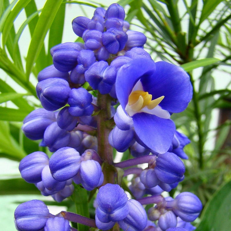 Quiettcex 2 inch-4 inch Long Blue Hawaiian Ginger Plant Root Live Plants, Shade, Perennial, Size: 2.5
