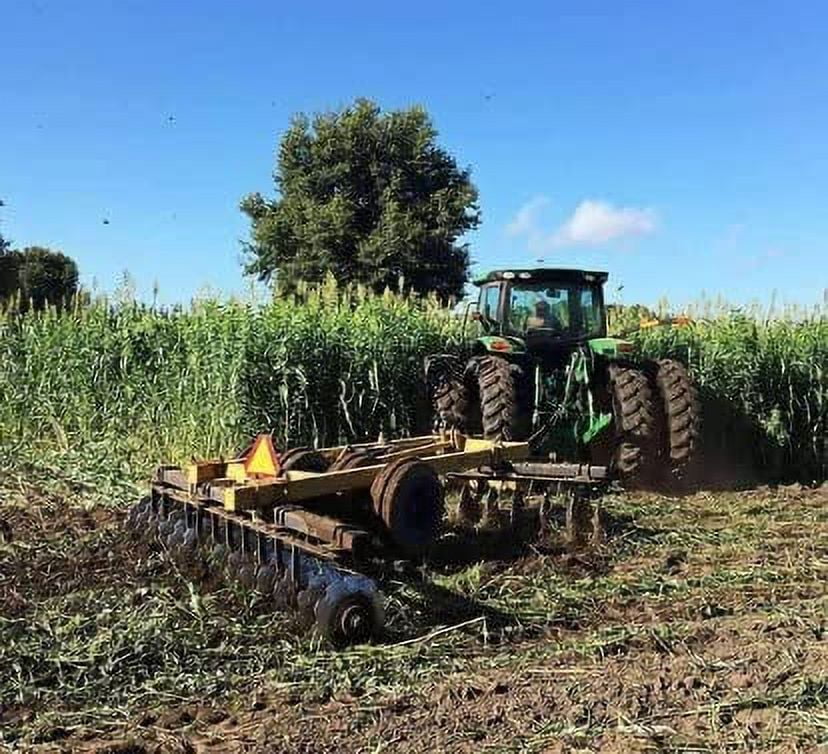 Bulk Egyptian Wheat Seeds for Planting - Can Grow to 10 Feet Tall - Grow Chicken Corn, Great for Birds (8 Pounds)