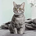 thumbnail image 6 of Miaocao 4 Pcs Rhinestone Cat Collar Heart Bling Breakaway Girl Cat Soft Velvet Fancy Adjustable Safety Kitten Collar with Bell 8-11 Inch for Small Dogs and Kitty(Red, Black), 6 of 6