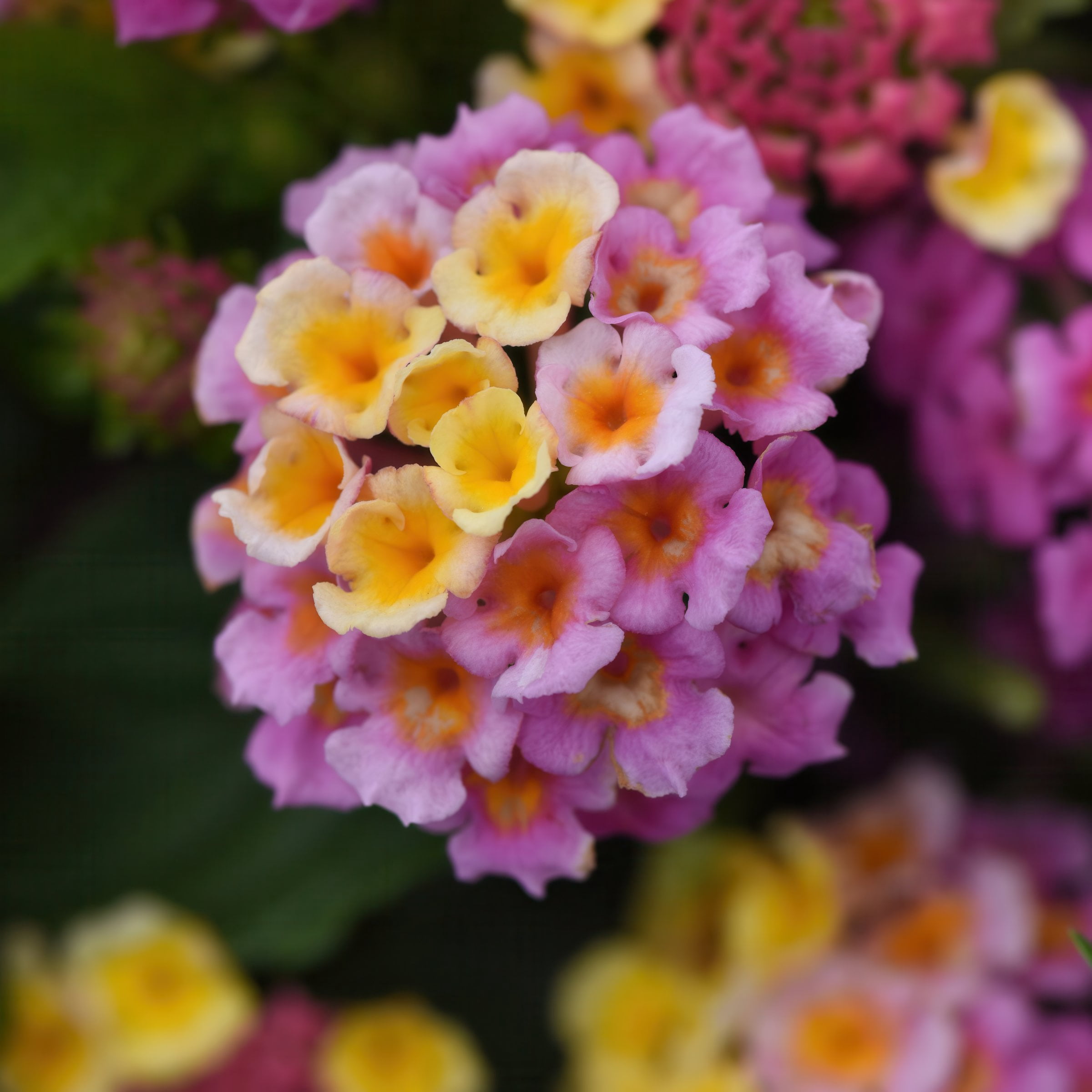 4 in. Lantana 3-N-1 Lucky Charm Live Annual Plant with Multicolor Flowers (3-Pack)