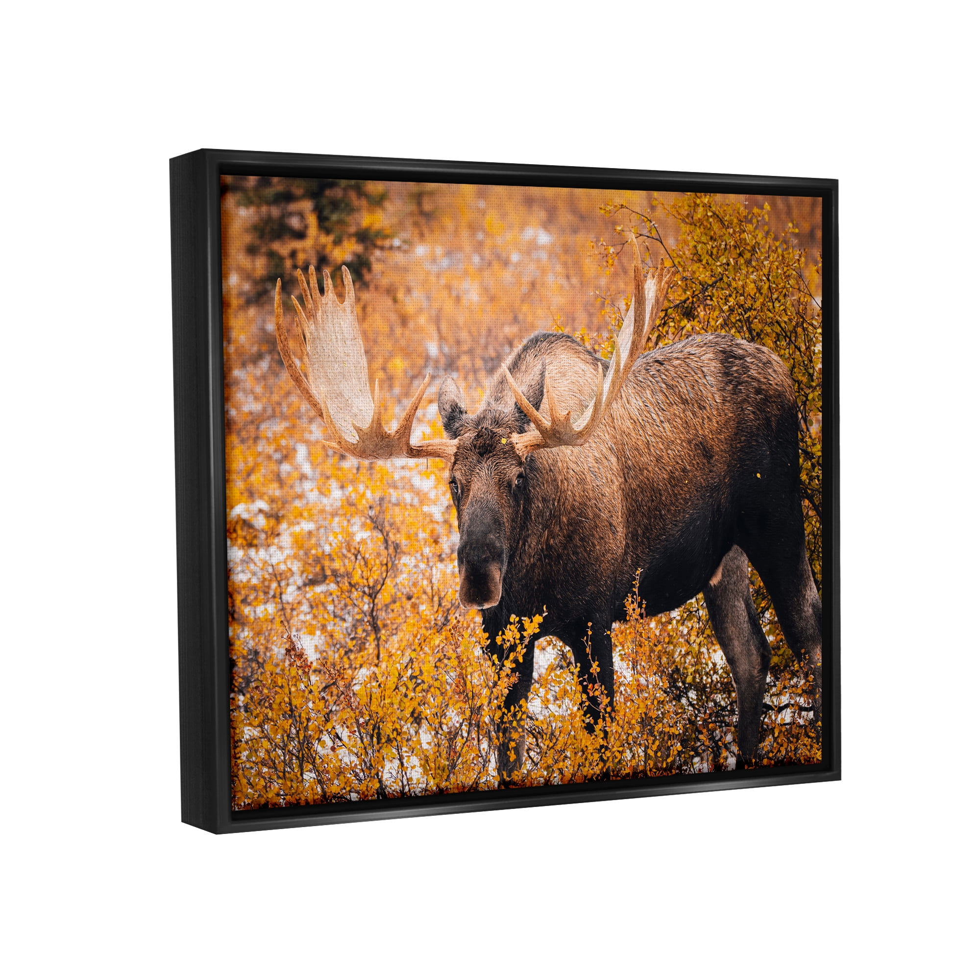 Stupell Industries Moose in Autumn Foliage Animals & Insects Photography Black Floater Framed Canvas Art Print Wall Art, 31 x 25