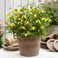 thumbnail image 3 of Direct Gardening Little Lemons Clematis Vine Collection Dormant Bare Root Yellow Flowering Perennial Starter Plants 2 Pk, 3 of 6