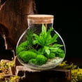 thumbnail image 5 of MesaSe Grand Pot de Terrarium en Verre avec pour Décoration de Micro-Paysage, 5 of 5