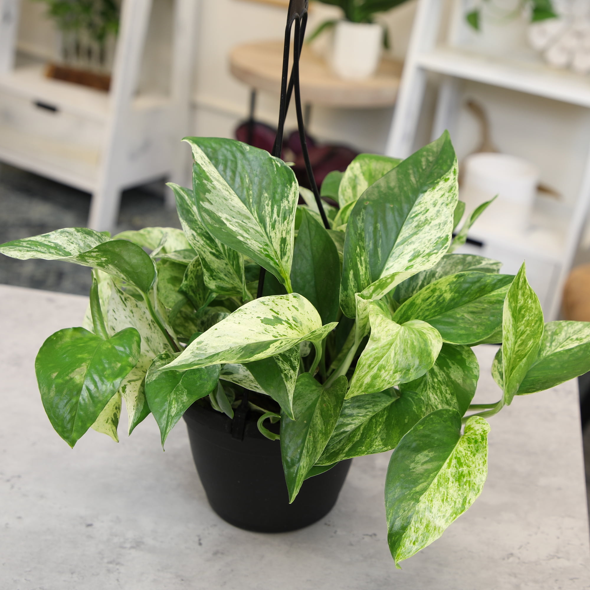Expert Gardener by Altman Plants Marble Queen Pothos Houseplant, 6in. Hanging Pot; Filtered Light