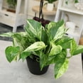 thumbnail image 3 of Expert Gardener by Altman Plants Marble Queen Pothos Houseplant, 6in. Hanging Pot; Filtered Light, 3 of 10