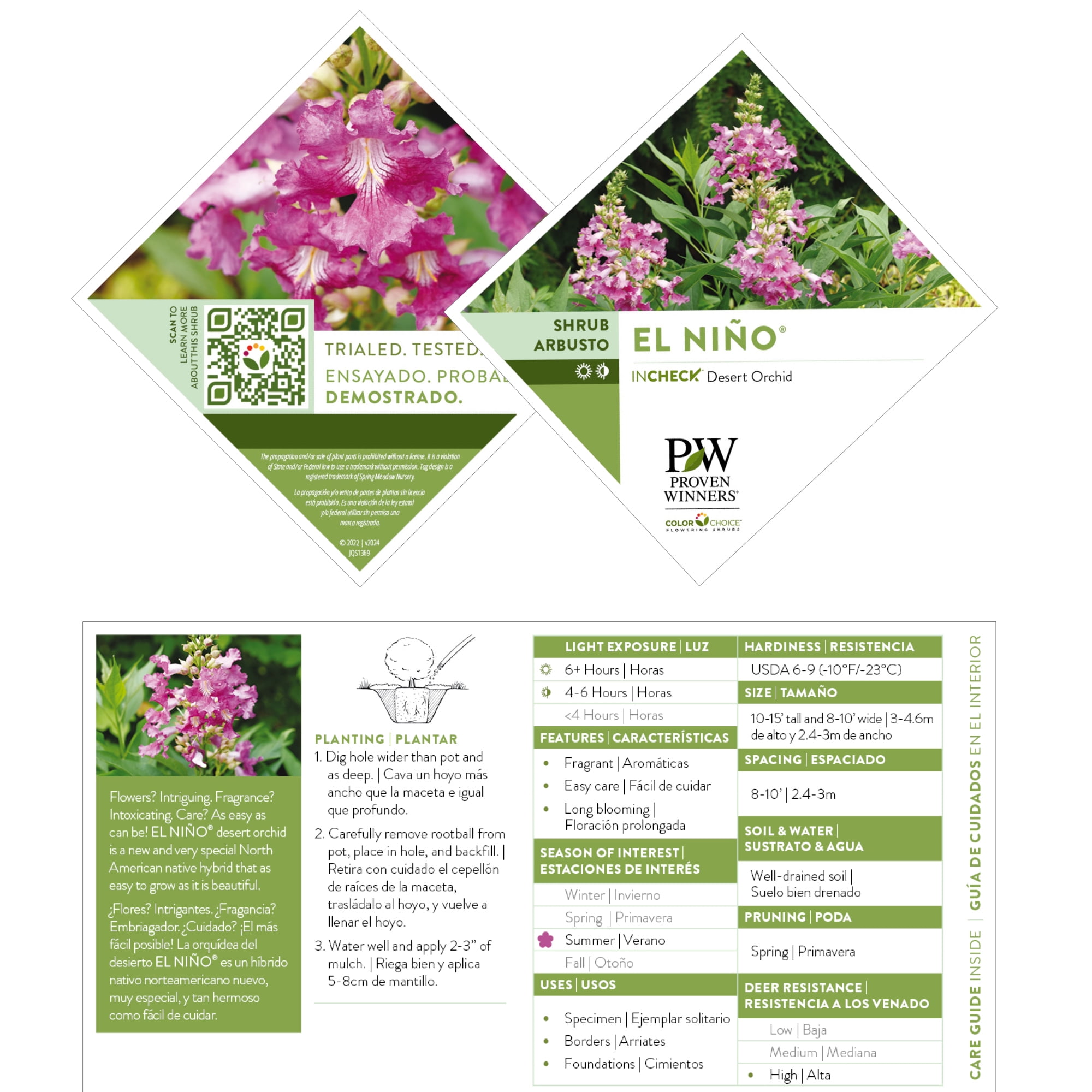 Proven Winners ColorChoice El Niño Desert Orchid Live Shrub (2 Gallon)