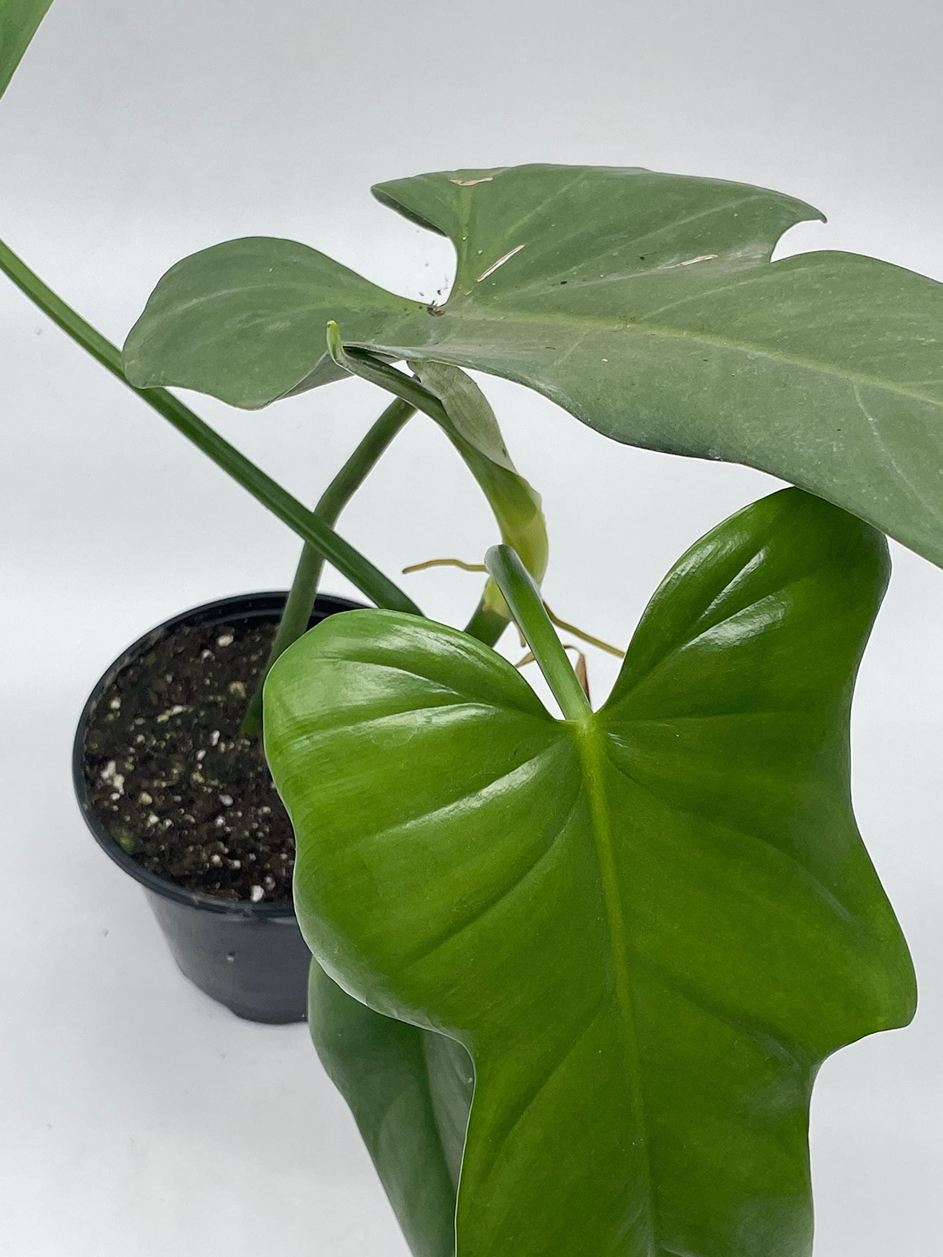 mother in law tongue vs snake plant Sansevieria Laurentii | Snake Plant main image 0
