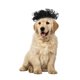 thumbnail image 5 of Pelucas divertidas para cosplay de perros y gatos, juguetes para mascotas, disfraces para fiestas, festivales, pelucas para perros medianos y grandes, ropa para mascotas., 5 of 8
