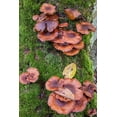 thumbnail image 2 of Jones, Allison 11x14 Black Ornate Wood Framed with Double Matting Museum Art Print Titled - USA-Vermont-Fall foliage and mushrooms in Mad River Valley along trail to Warren Falls, 2 of 4
