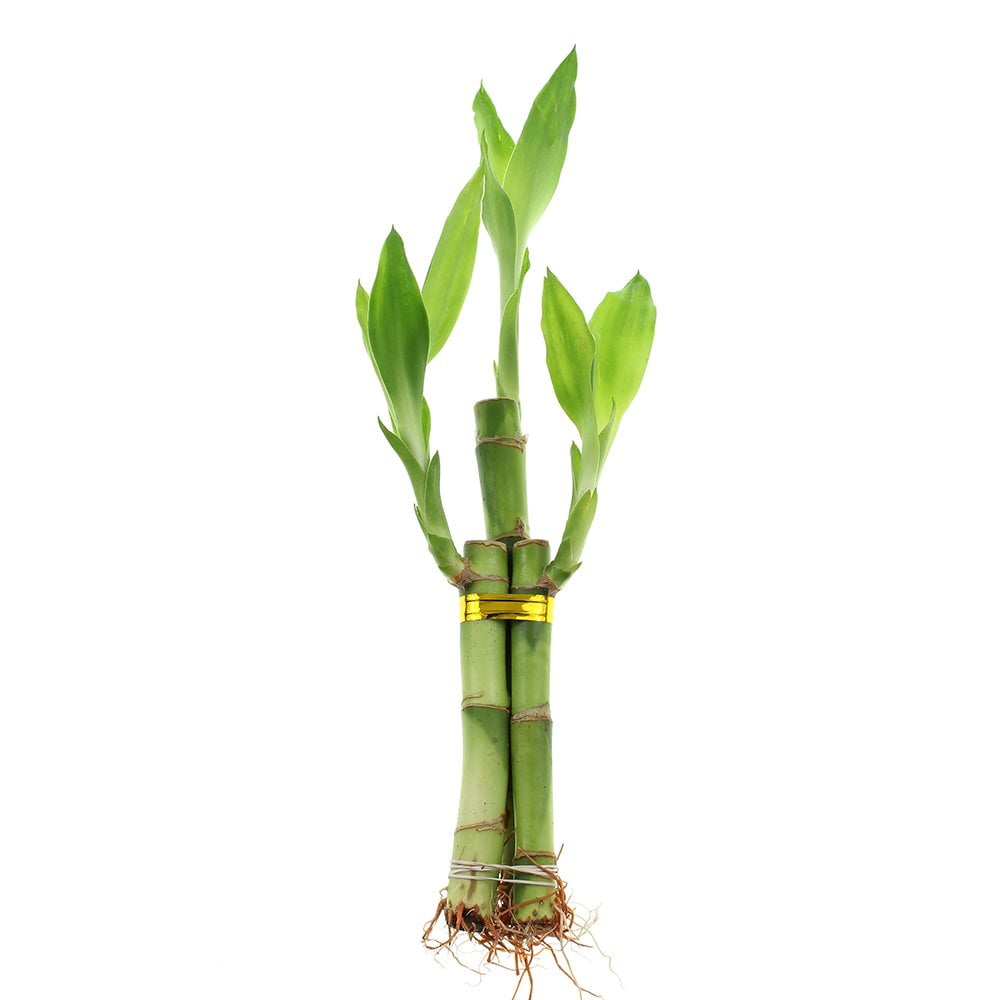 Live Lucky Bamboo 3 Stalk Arrangement - Live Indoor Plant for Home Decor, Arts & Crafts, Zen Garden and Feng Shui…