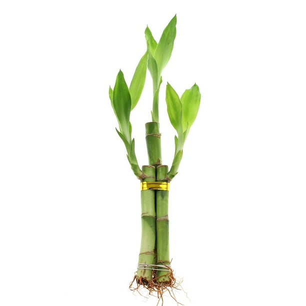 Live Lucky Bamboo 3 Stalk Arrangement Live Indoor Plant for Home Decor, Arts & Crafts, Zen