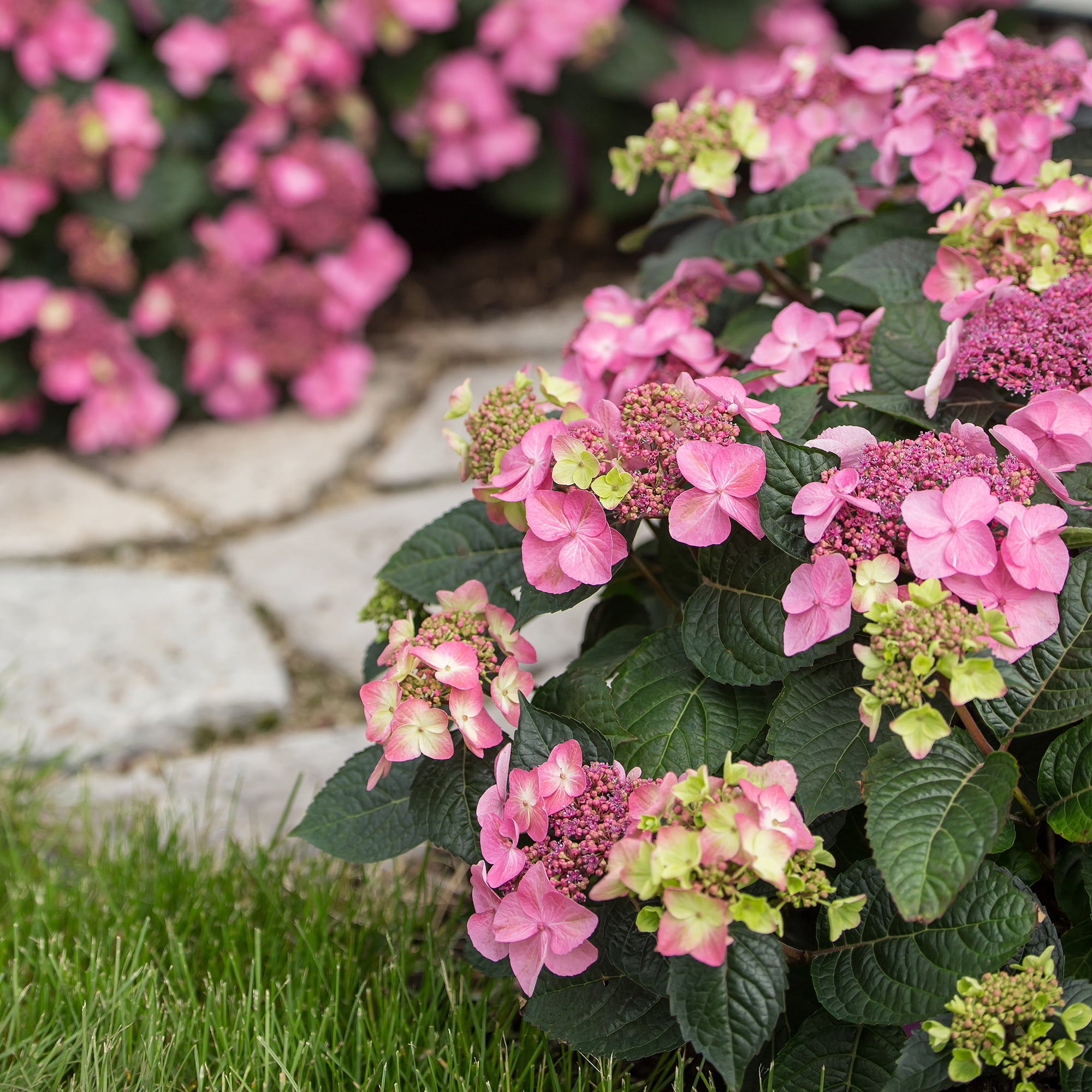 Endless Summer Pop Star Reblooming Hydrangea Live Shrub in 1-Gallon Grower Pot