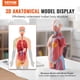 thumbnail image 2 of Modelo de cuerpo humano VEVOR, 23 piezas, 18 pulgadas, modelo de anatomía del torso humano, modelo de esqueleto anatómico unisex con órganos extraíbles, 2 of 9