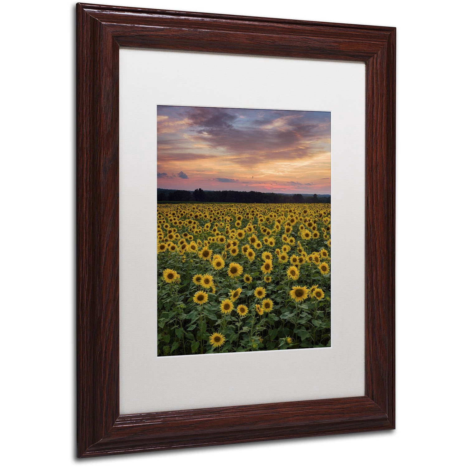 Trademark Fine Art "Sunflowers" Canvas Art by Michael Blanchette Photography White Matte, Wood Frame