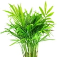 thumbnail image 2 of Neanthe Bella Palm - 4 inch + Minimalist Pot, 2 of 10